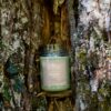 Bougie verte senteur Pistache de la marque Ôpic devant un tronc d'arbre
