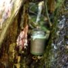 Bougie verte senteur Pistache de la marque Ôpic sur une branche d'arbre